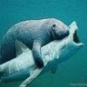 Meet your Posher, Paul